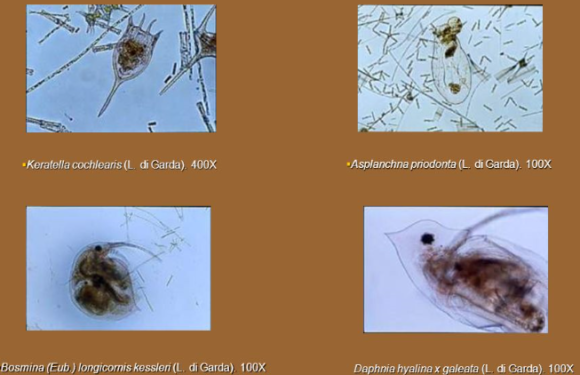 tesi inerenti scienze chimiche e geologiche, matematiche fisiche naturali e statistiche