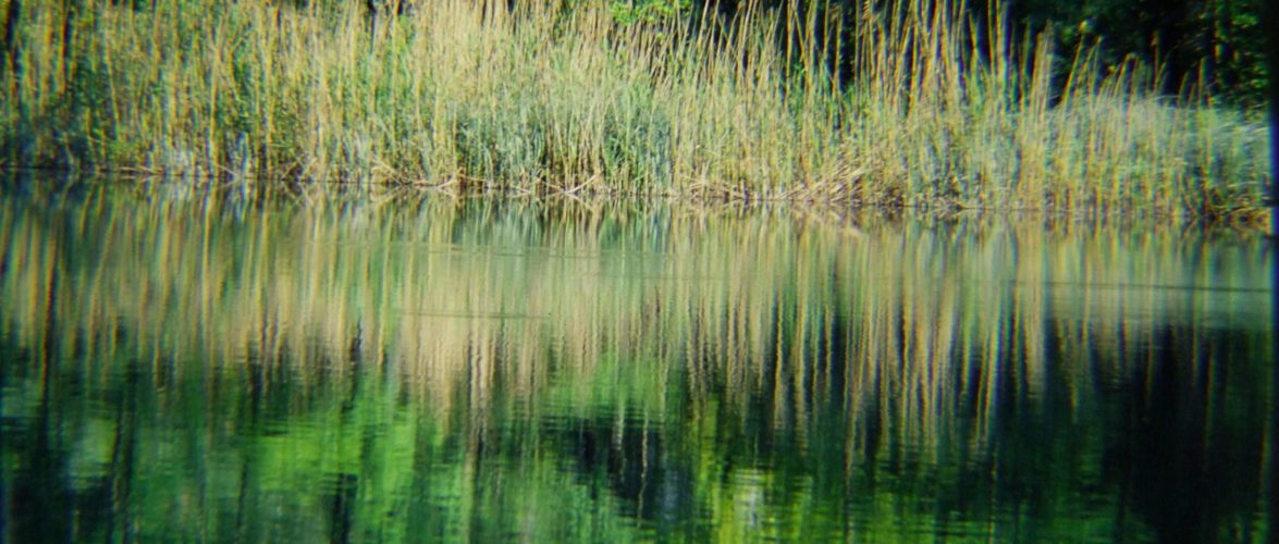 canneti del lago di garda