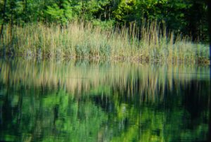 canneti zone pregiate del lago