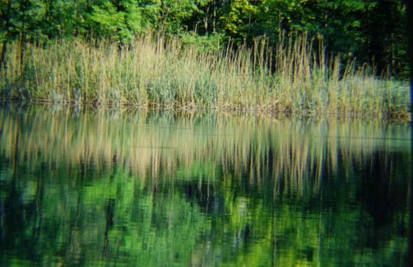 canneti del lago di garda