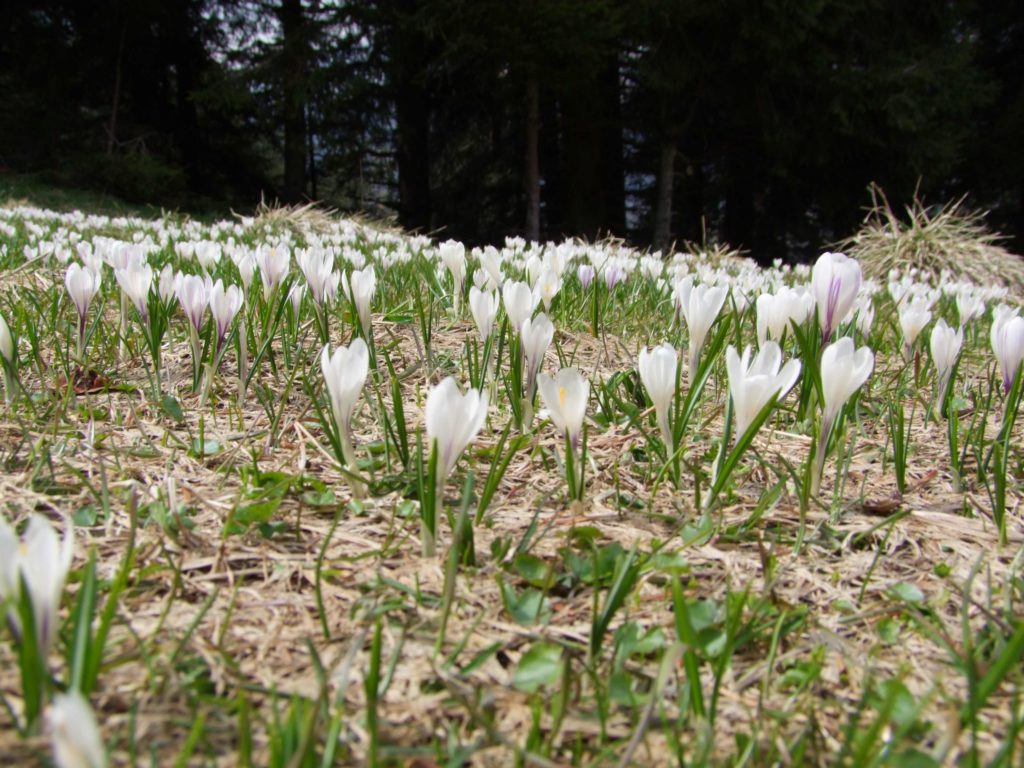 crocus vernus fioritura spontanea