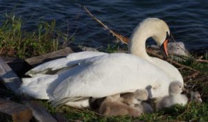 cigno nel suo nido