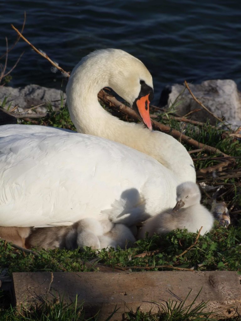 cigno con piccoli