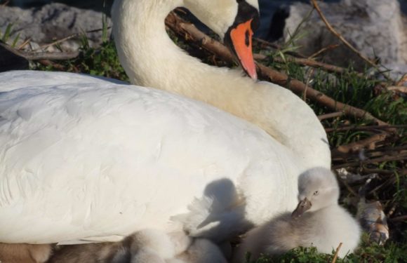 cigno  cygnus olor