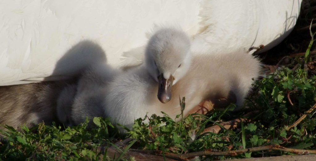 cigno nato da poco