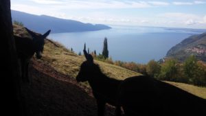 territorio dai monti al lago sino alla pianura