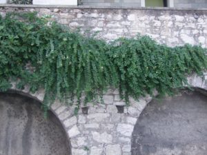 CAPPERI PIANTE CHE  NASCONO SPONTANEE