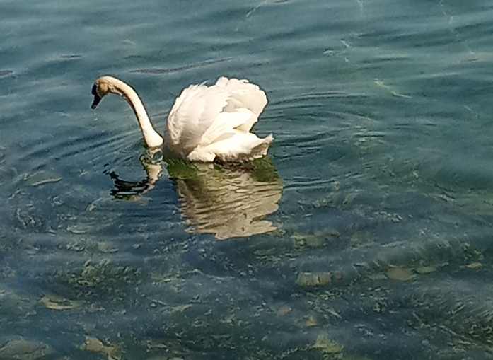 CIGNO QUANDO NAVIGA 