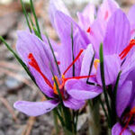 crocus sativus