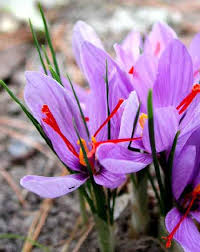 ZAFFERANO CROCUS SATIVUS