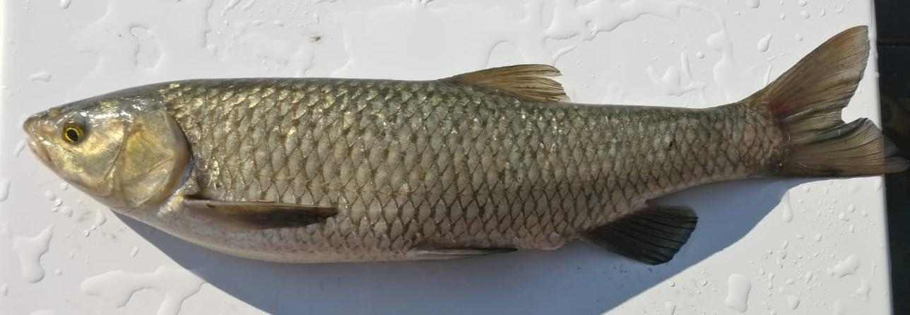 cavedano