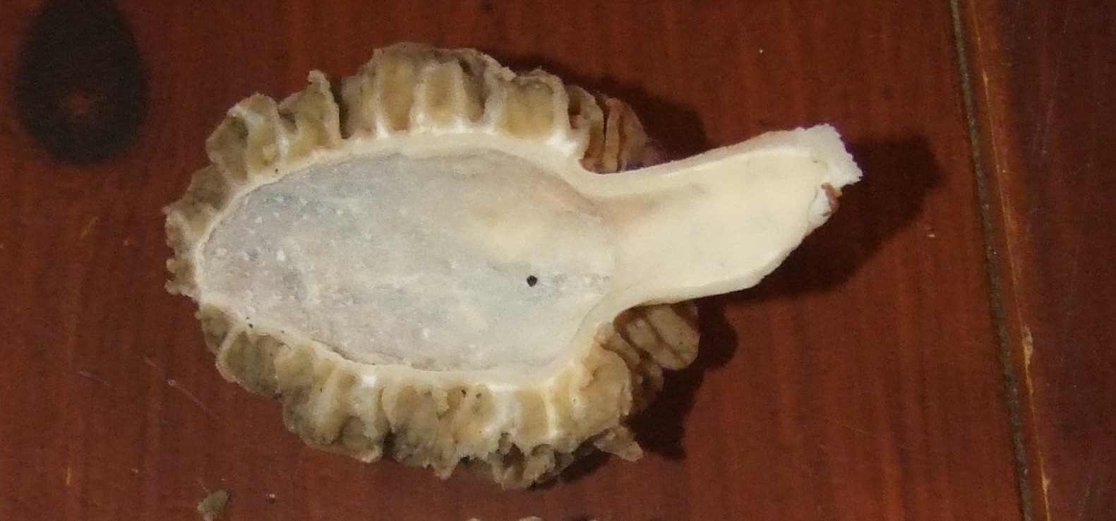 interno della spugnola