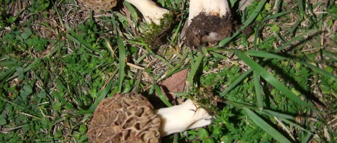 SPUGNOLA MORCHELLA ESCULENTA