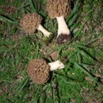 MORCHELLA ESCULENTA SPUGNOLA