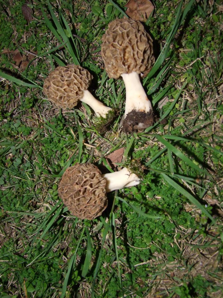 MORCHELLA ESCULENTA SPUGNOLA