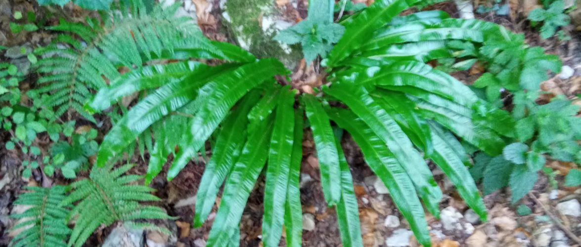 Lingua di cervo asplenium scolopendrium