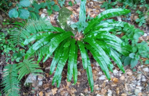 Lingua di cervo asplenium scolopendrium