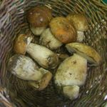 boletus edulis porcino