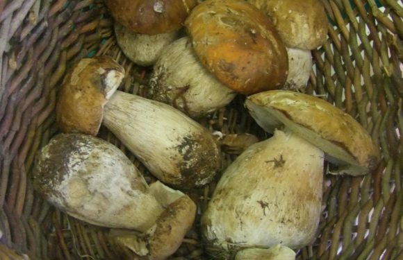 BOLETUS EDULIS – PORCINO