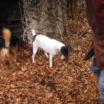 ricerca del tartufo con il cane