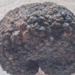 tuber brumale vittadini