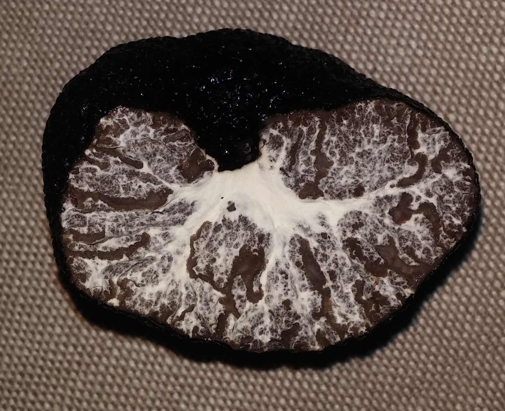 tartufo nero invernale