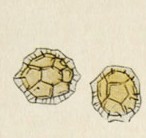 grafica di spore di scorzone