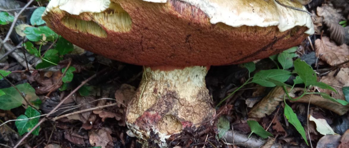 BOLETUS  ERITHROPUS