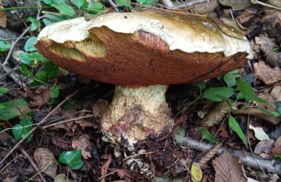 BOLETUS  ERITHROPUS