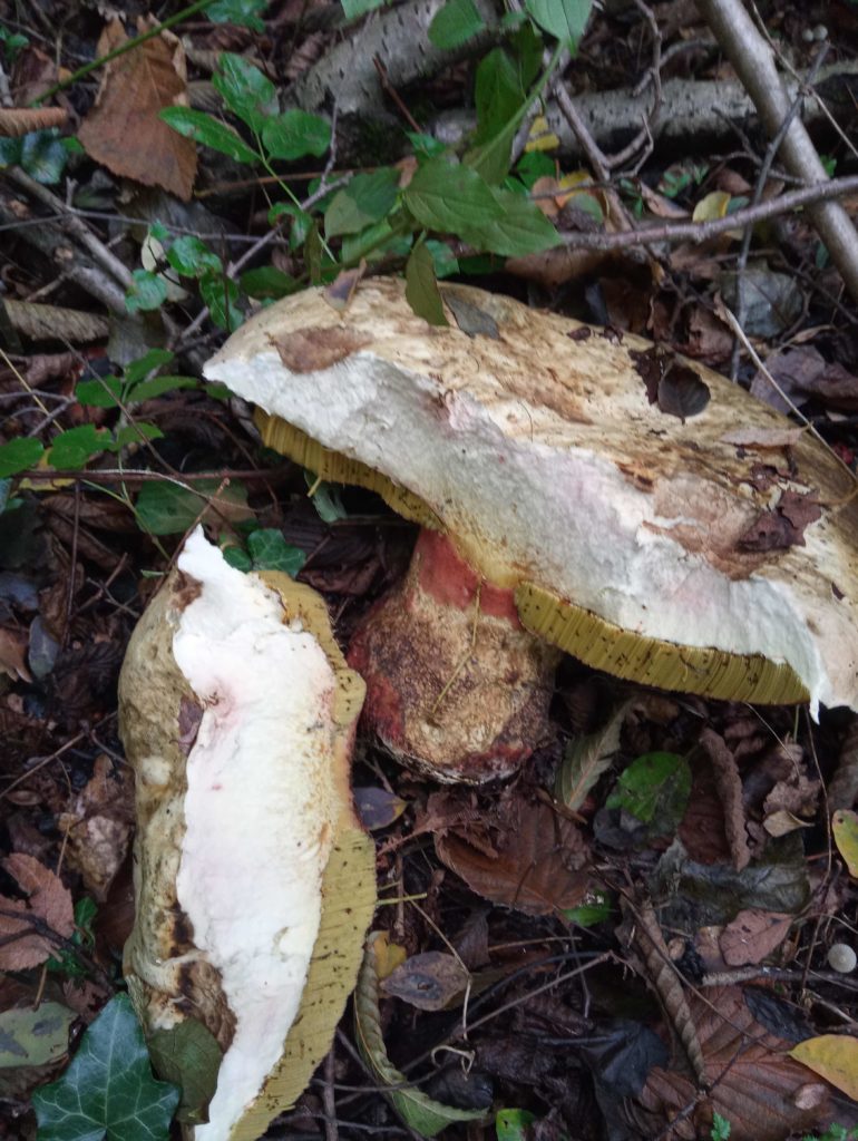 BOLETUS  ERITHROPUS VOLGARMENTE PORCINO DAL PIEDE ROSSO