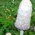 coprinus comatus