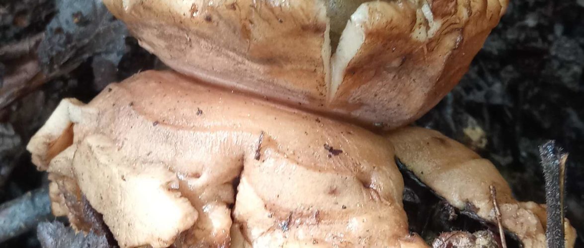 GEASTRUM TRIPLEX