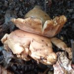 geastrum triplex