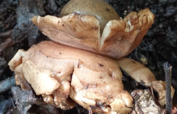 GEASTRUM TRIPLEX