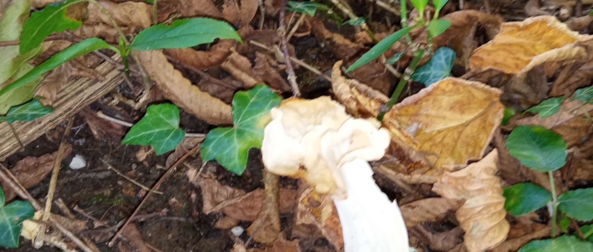 HELVELLA CRISPA