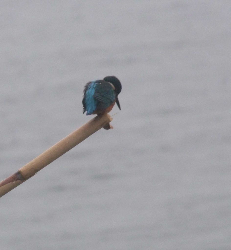 martin pescatore nella colorazione  blu e verde