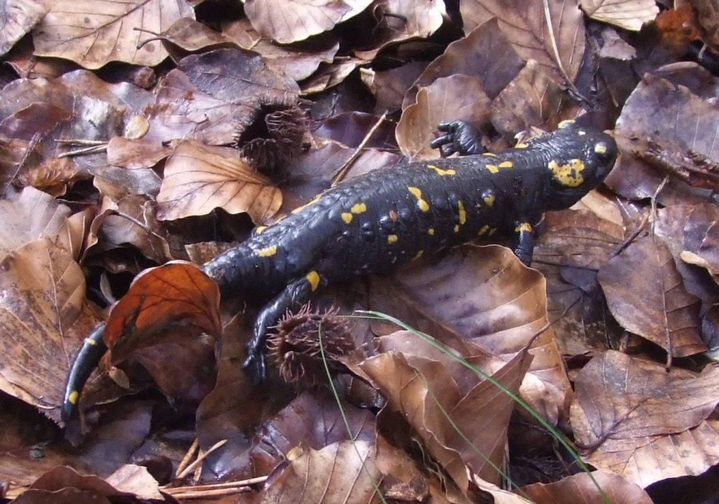 salamandra pezzata