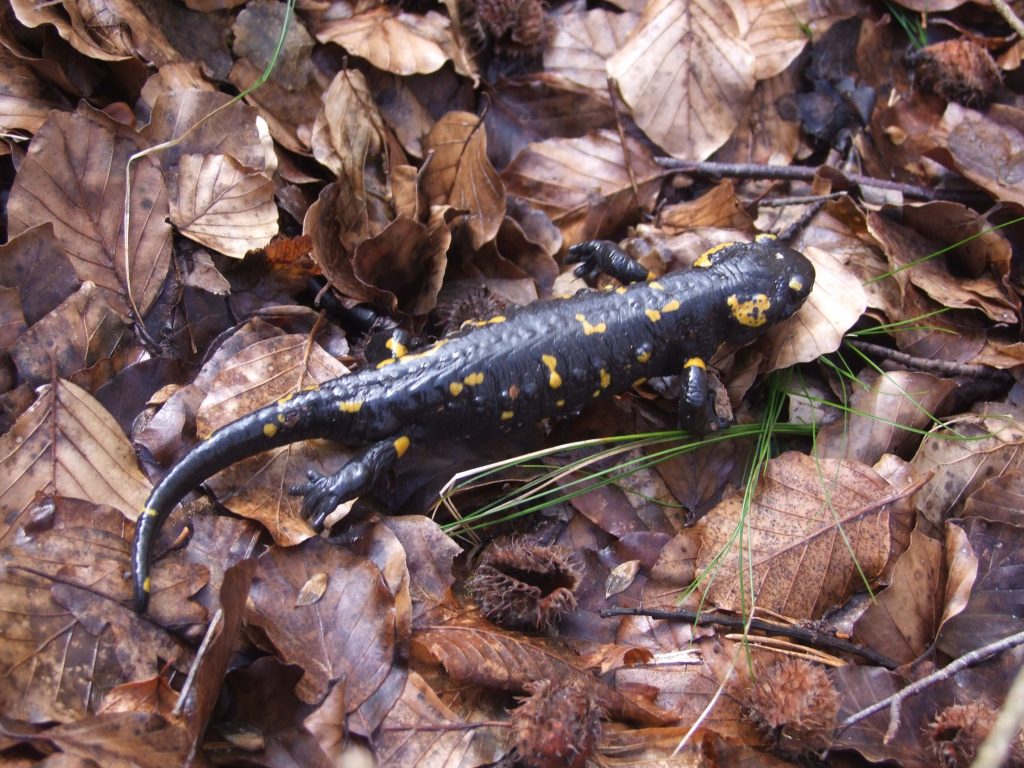 salamandra pezzata