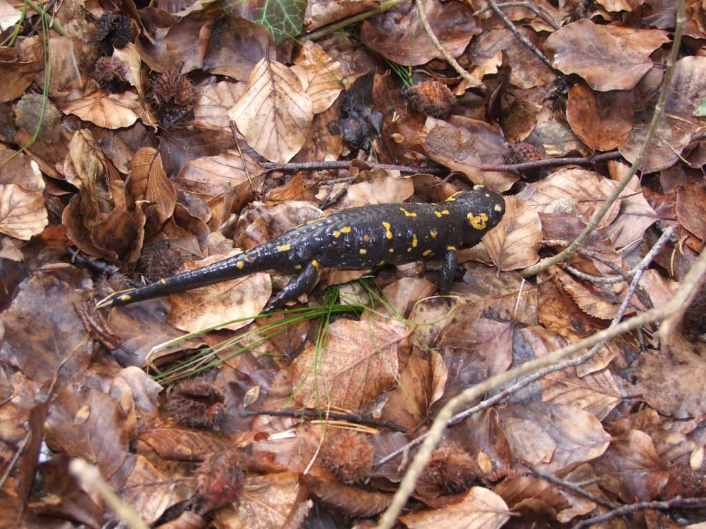 salamandra pezzata