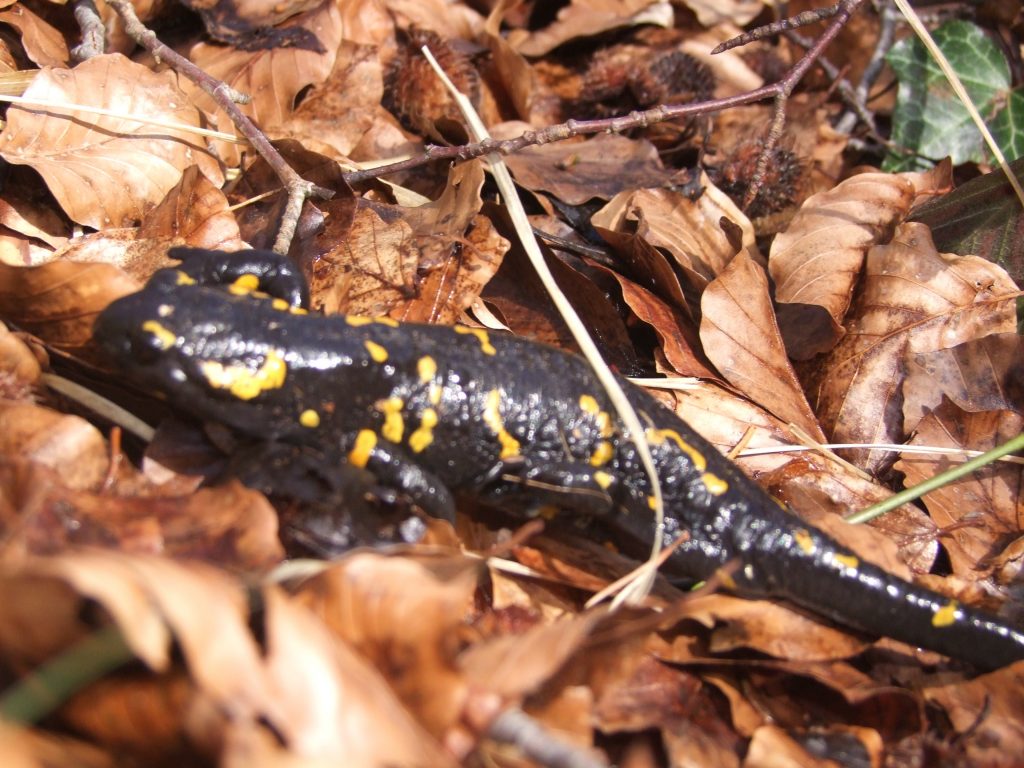 salamandra pezzata