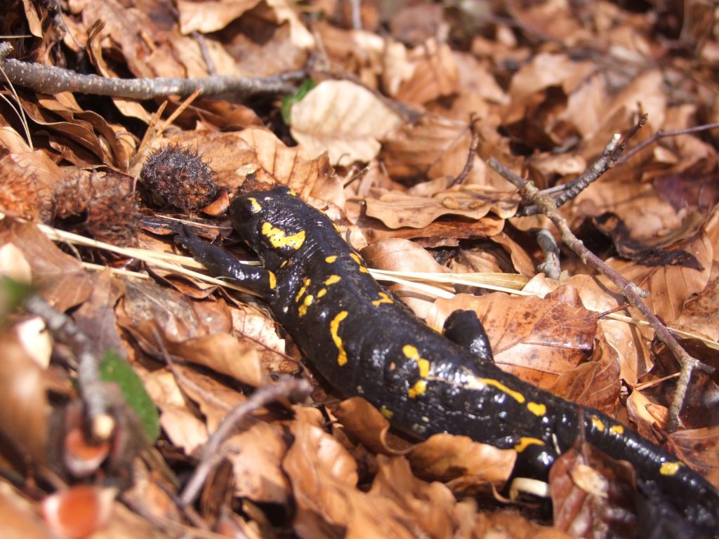 salamandra pezzata