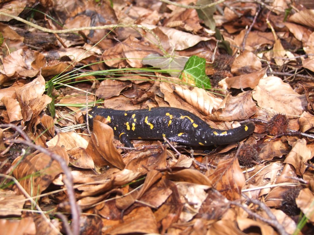 salamandra pezzata