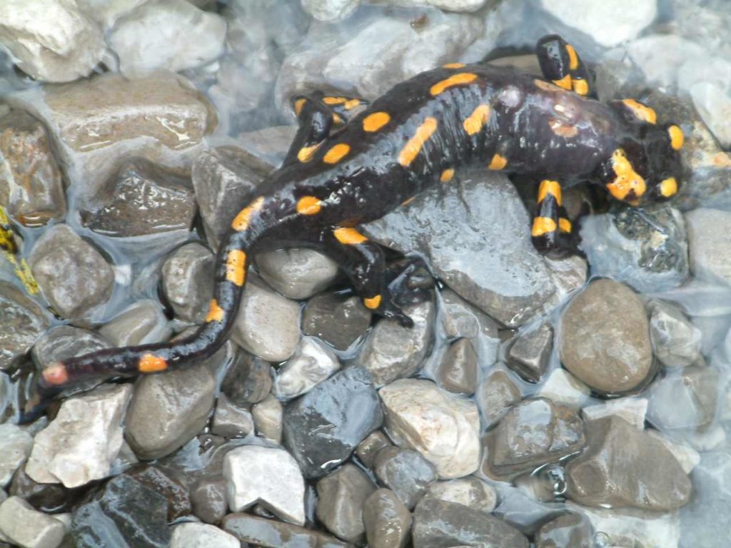 salamandra