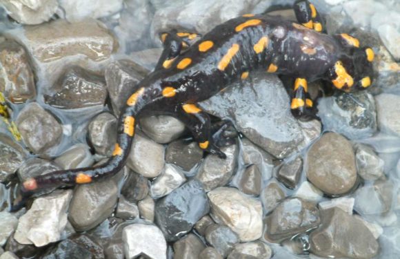 SALAMANDRA