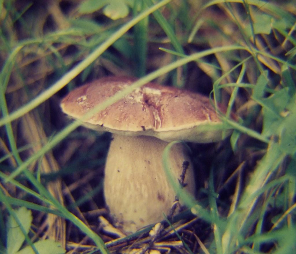 boletus edulis  fungo molto pregiato