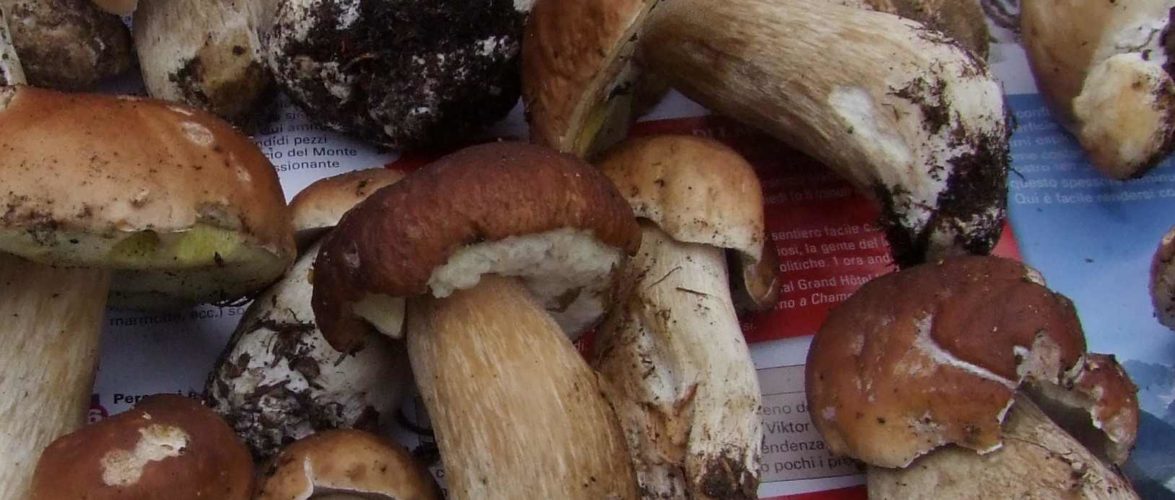 CARATTERI GENERALI E AVVERTENZE SUI FUNGHI