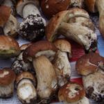 boletus fungo pregiato