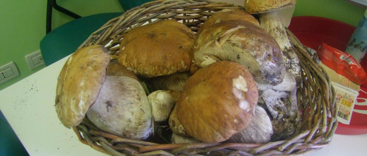 i funghi del lago di Garda