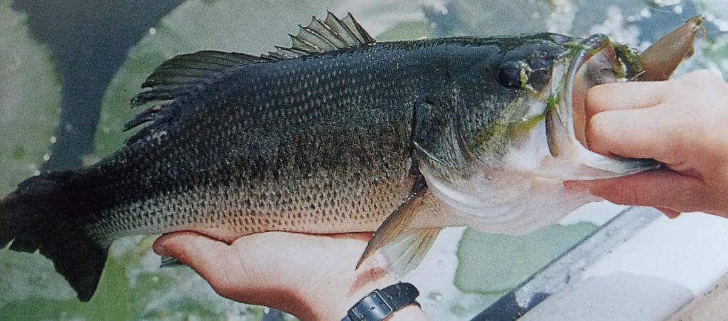 BLACK BASS  BOCCALONE  PESCE DI  GRANDE  VORACITA'