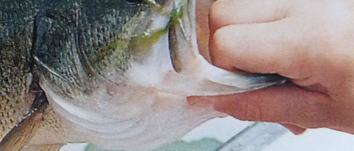BOCCALONE  BLACK BASS